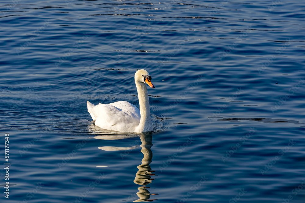 White mute swan swimming on Lake Zürich at City of Zürich on a sunny summer day. Photo taken Februar