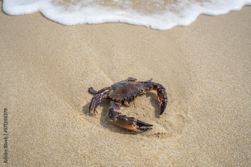 Sea crab in the sand near the water.