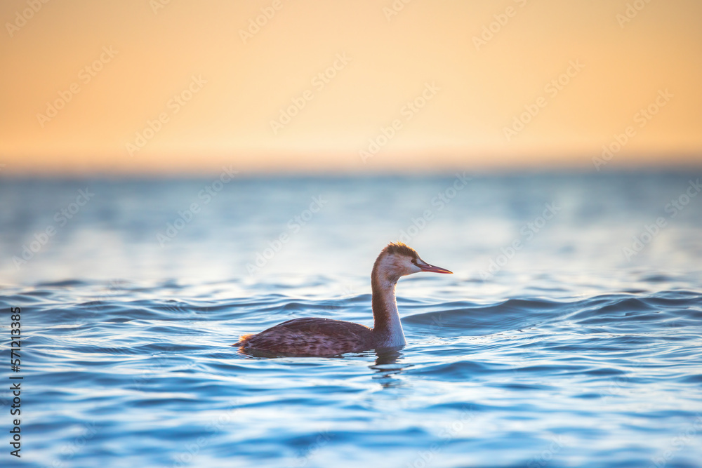 Great crested grebe floating in the sea water during sunrise