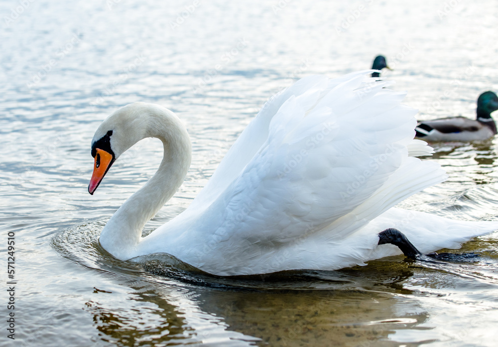 Swans swim in the lake 