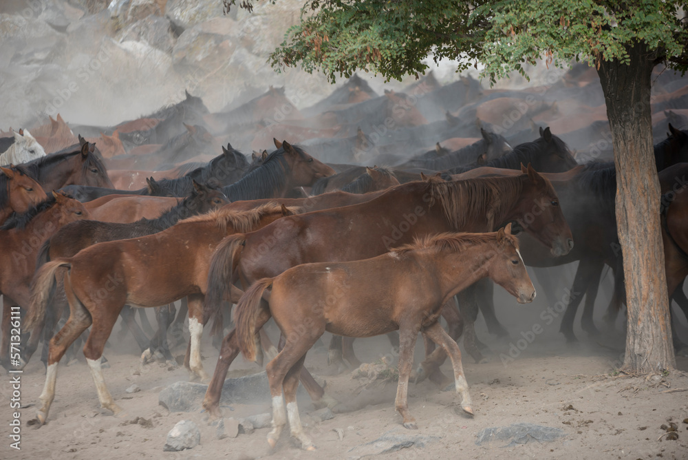 herd of horses