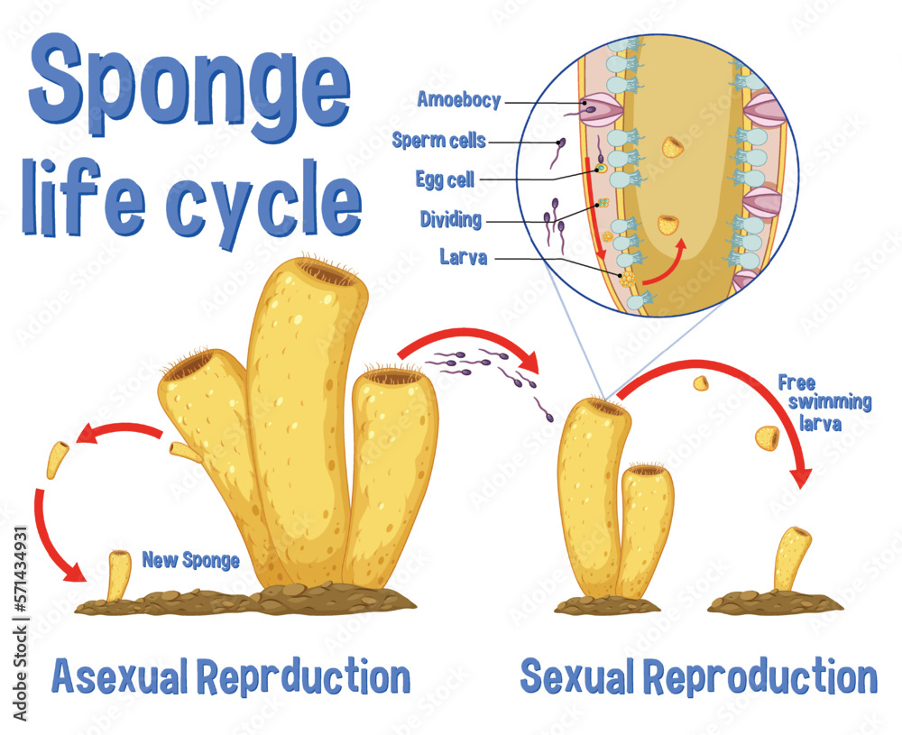 Science sponge lide cycle