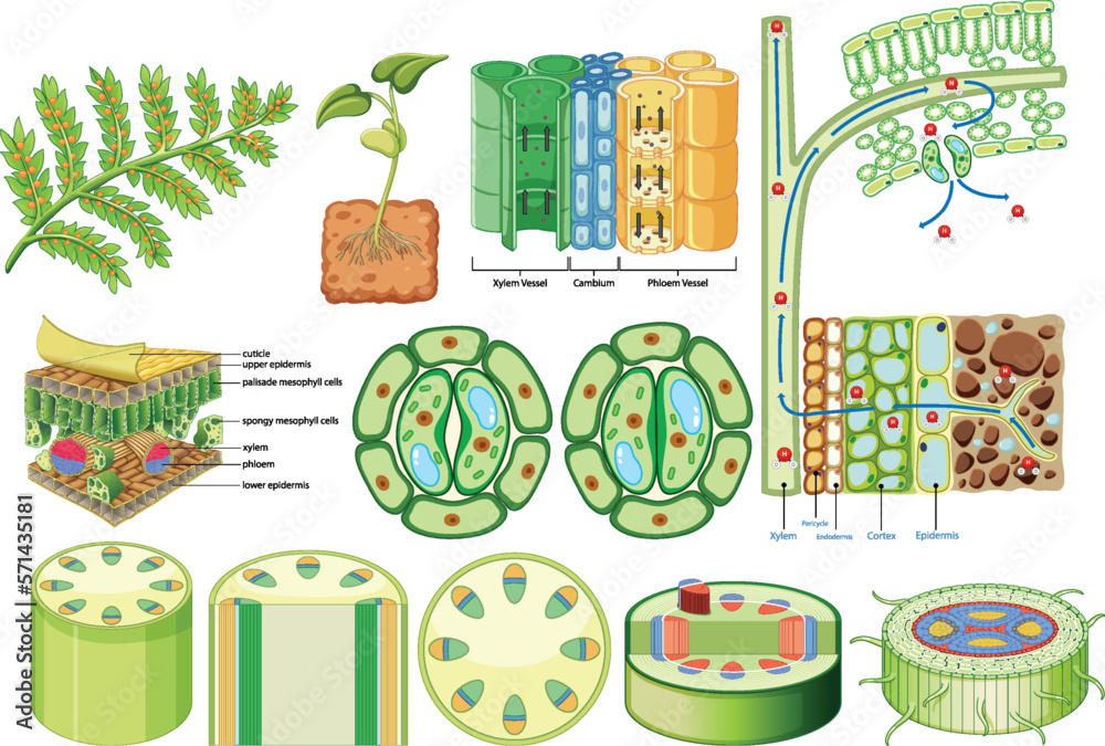 Plant Cohesion Vascular Tissue (Xylem and Phloem)