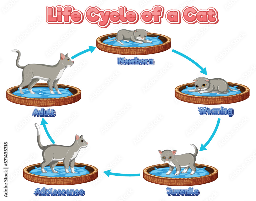 Science life cycle of cat