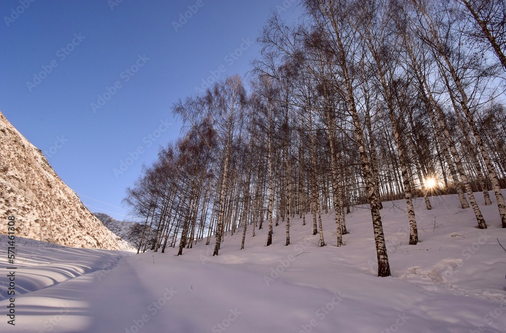 winter morning, sunset  among mountains and birch grove.