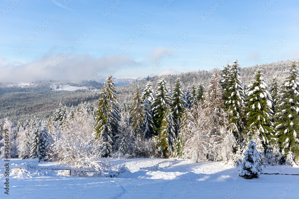 Winter landscape of Beskid Mountains in Poland, coniferous forest with spruces and fir trees covered