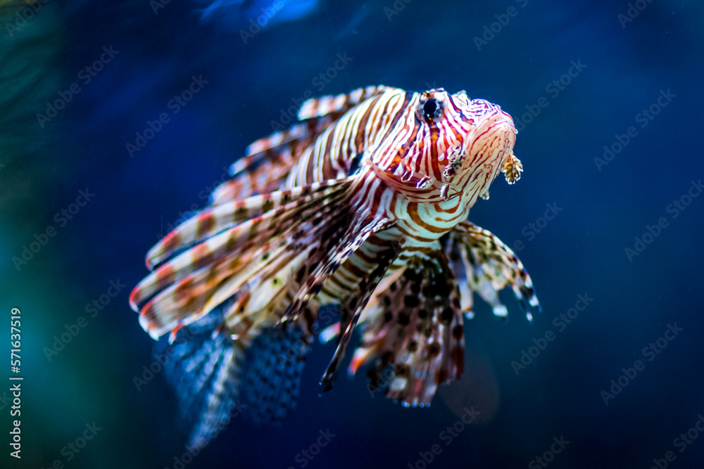 Beautiful color fish at aquarium in Dubai with fish close up. Underwater wildlife