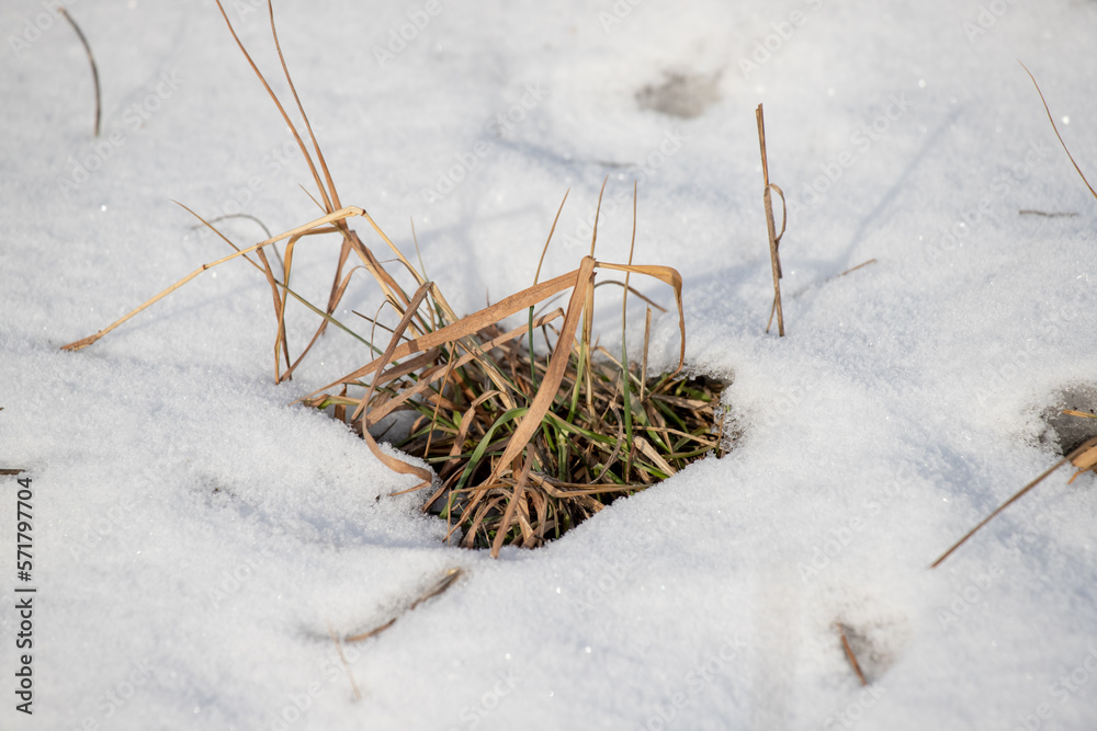 Dry branches of snowy herbaceous plants, winter.