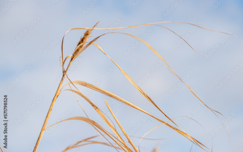 Dry reed branches against the blue sky, winter.