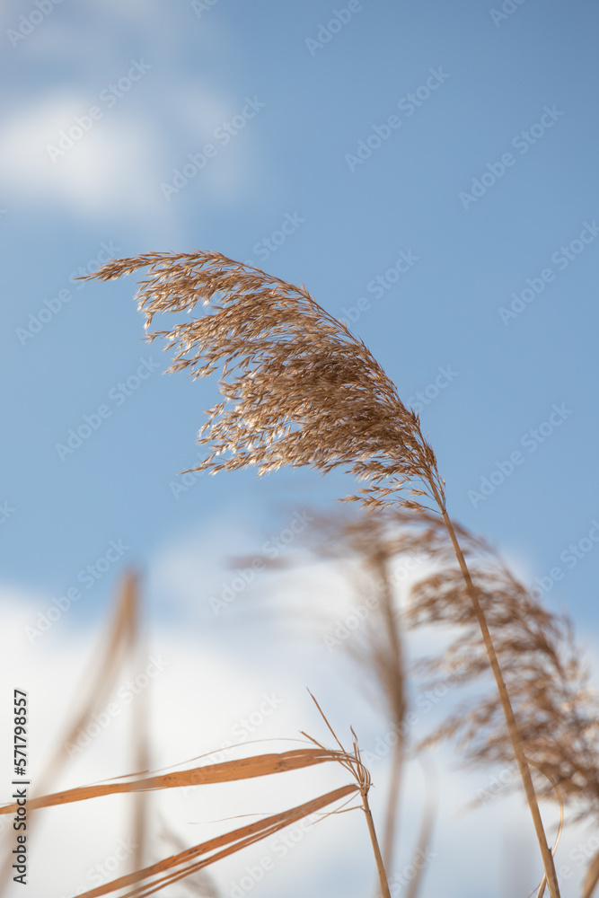 Dry reed branches against the blue sky, winter.