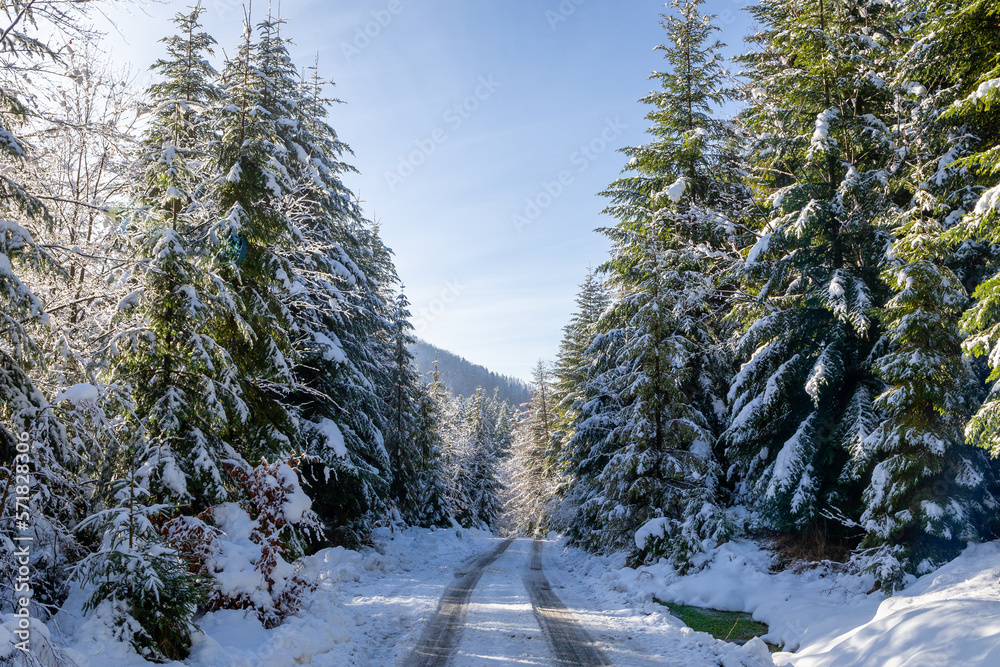 Tarmac road covered with snow with tracks on it through coniferous forest in winter, Beskid Mountain