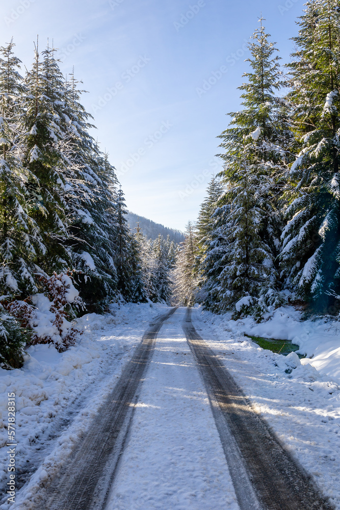 Tarmac road covered with snow with tracks on it through coniferous forest in winter, Beskid Mountain