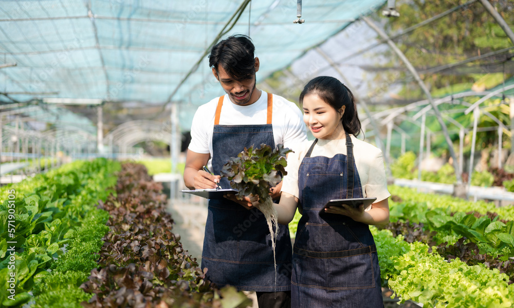  Asian woman and  man farmer working together in organic hydroponic salad vegetable farm. using tabl