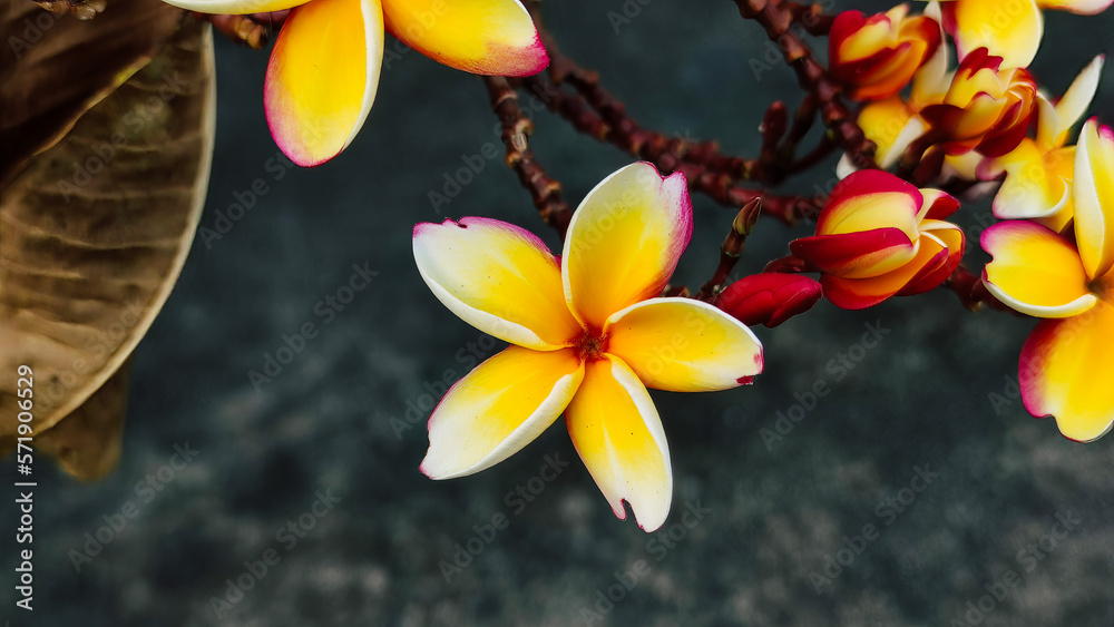 Group of yellow Plumeria flowers in the park.