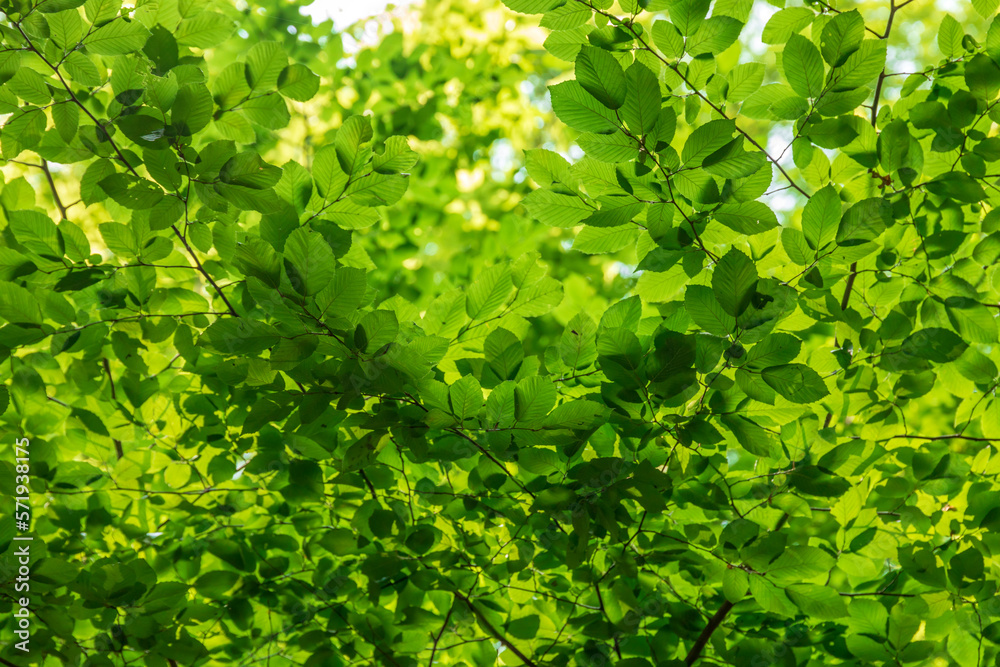 Green tree leaves in sunlight, sunny spring day in the park