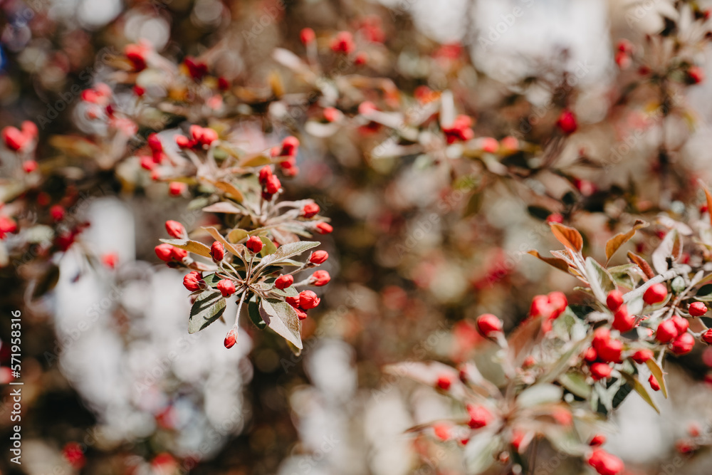 Red buds on the branches of a flowering apple tree