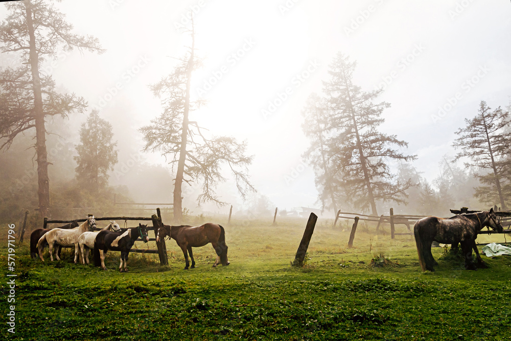 horses on leash on foggy morning at halt