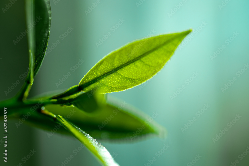 In spring, the budding shoots on the branches are dripping with water