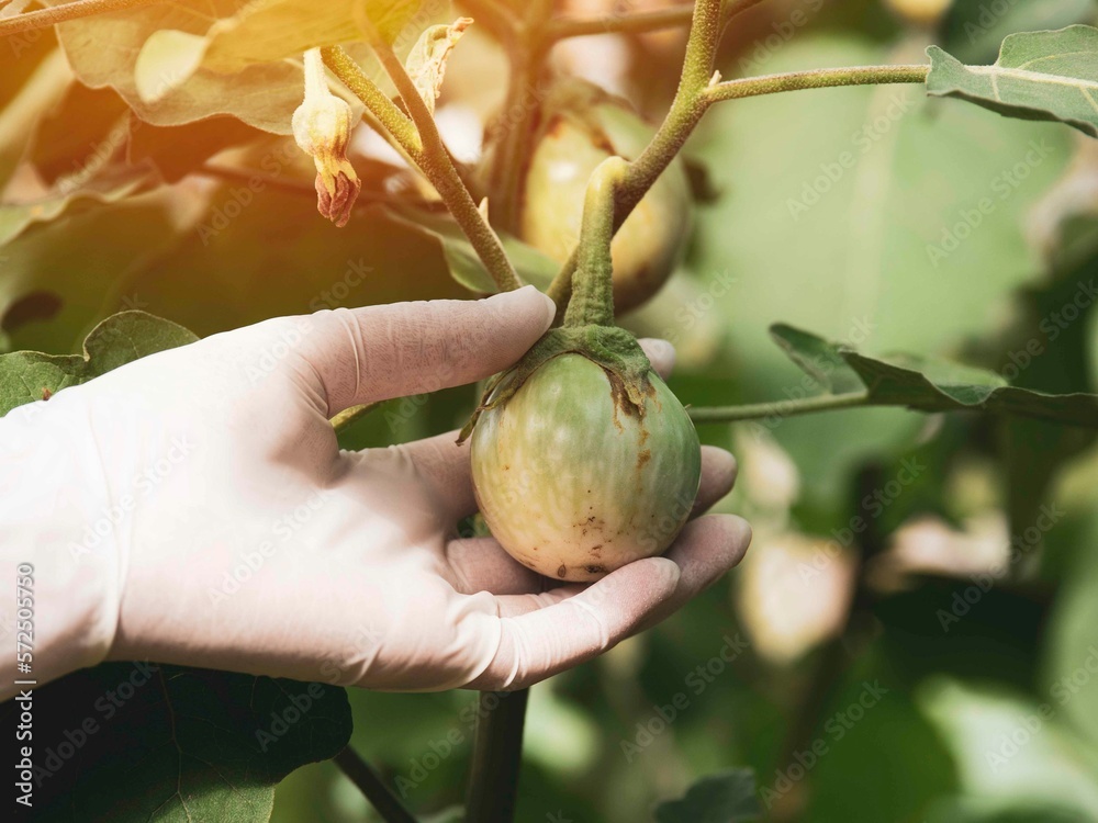 Farmer hand touching farm eggplant, fresh eggplant, organic vegetables concept