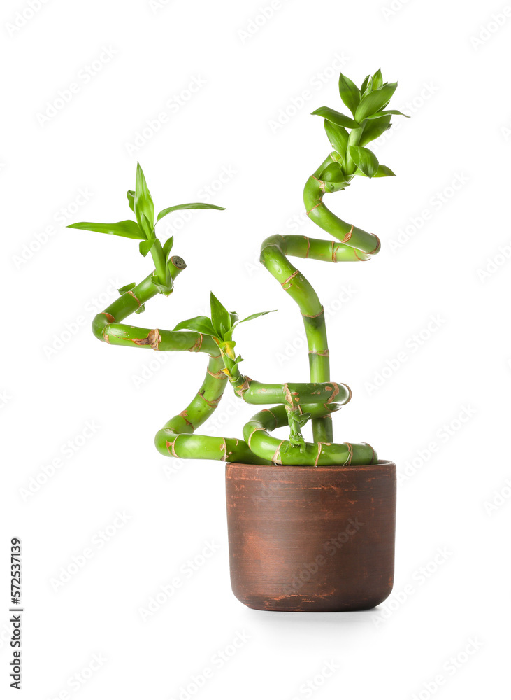 Potted bamboo plant isolated on white background