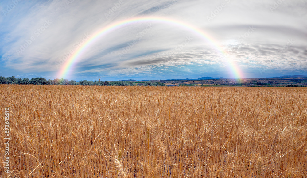 Amazing rounded rainbow over the yellow wheat field 