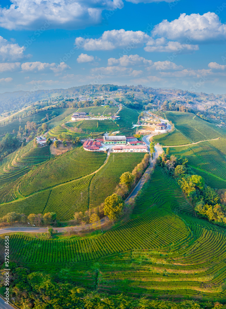 Plantation ecological tea garden.  Green tea mountain. tea plantation background. Beautiful Tea fiel