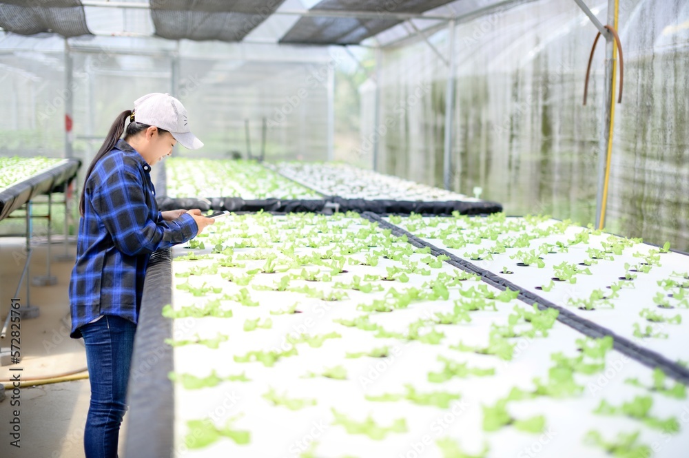 farmer woman caring Hydroponics vegetable plot, organic vegetables