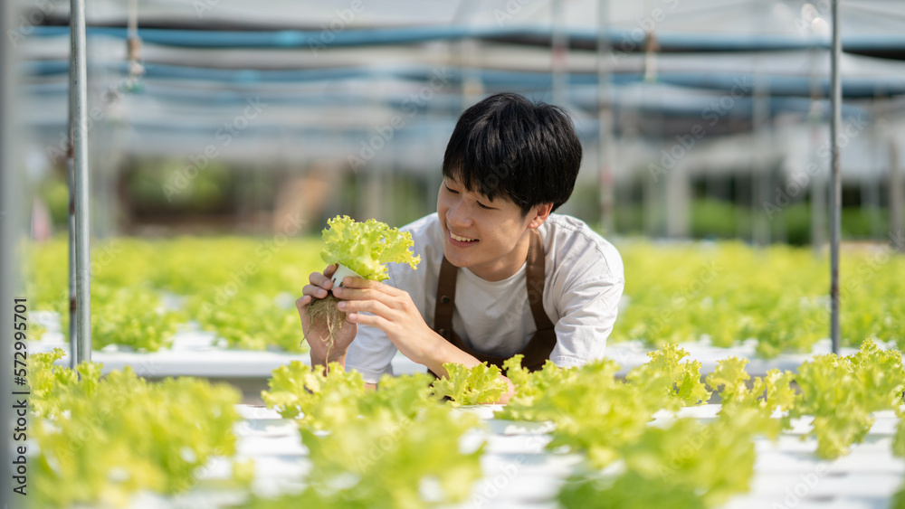 Young Asian male farmer holding hydroponics vegetable in his hands while working in the farm.