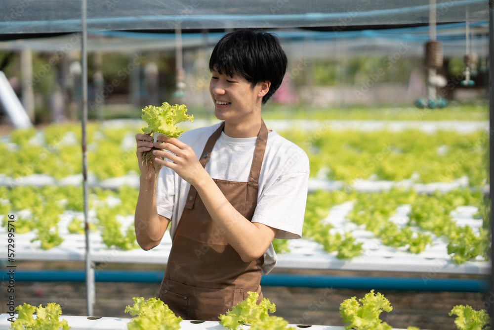 Young Asian male farmer holding hydroponics vegetable in his hands while working in the farm.