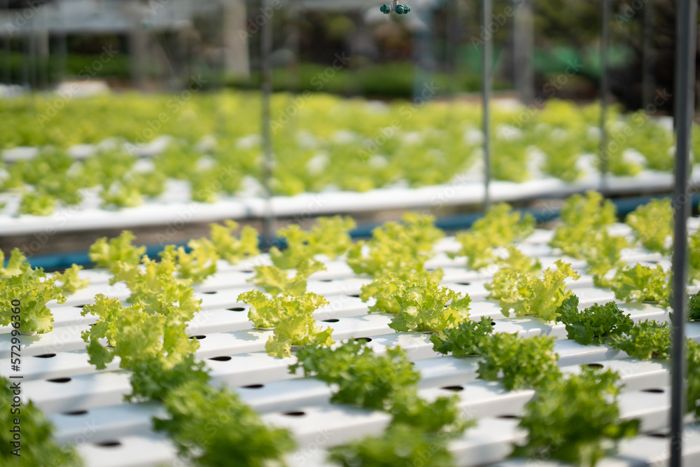 Hydroponics system greenhouse and organic vegetables salad in farm for health, food and agriculture 