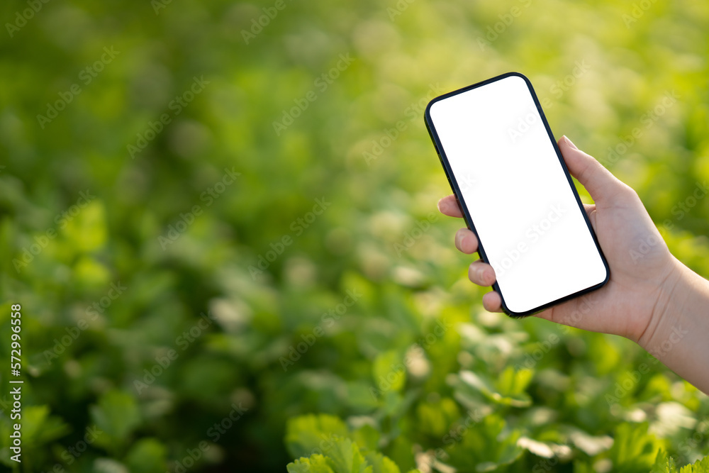 Mockup mobile phone blank white screen, hands holding smartphone empty display use for application i