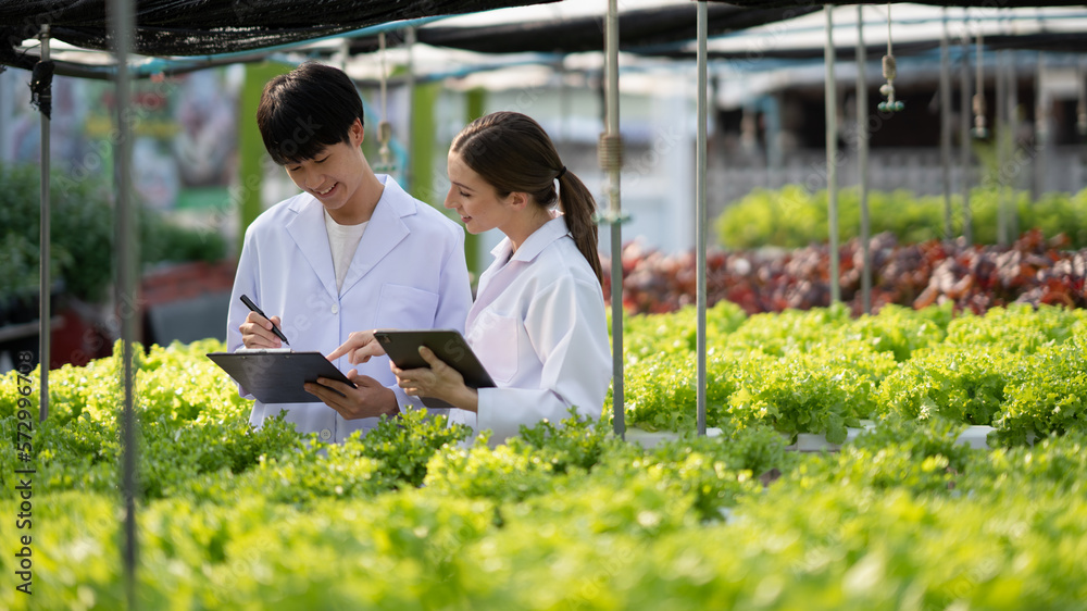 Hydroponics farm concept, Scientist team testing and collect data from lettuce organic hydroponic. F