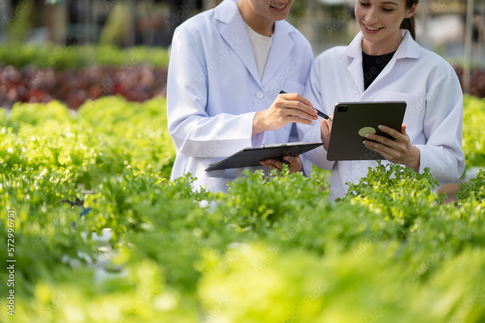 Hydroponics farm concept, Scientist team testing and collect data from lettuce organic hydroponic. F