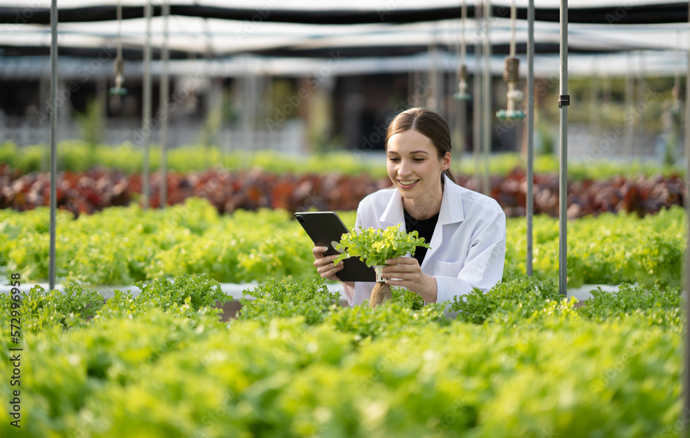 Young female scientist inspect the quality of the hydroponics salad before continue for the next pro