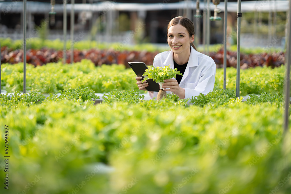 Young female scientist inspect the quality of the hydroponics salad before continue for the next pro