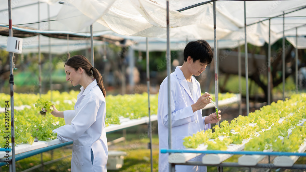 Young expert scientist team working together, discussing and checking the quality of the hydroponics