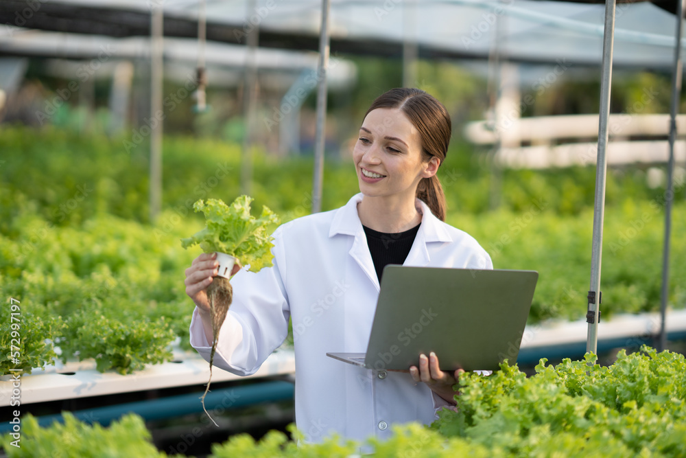 Quality control of green hydroponics salad. Young female expert scientist checking the quality of th