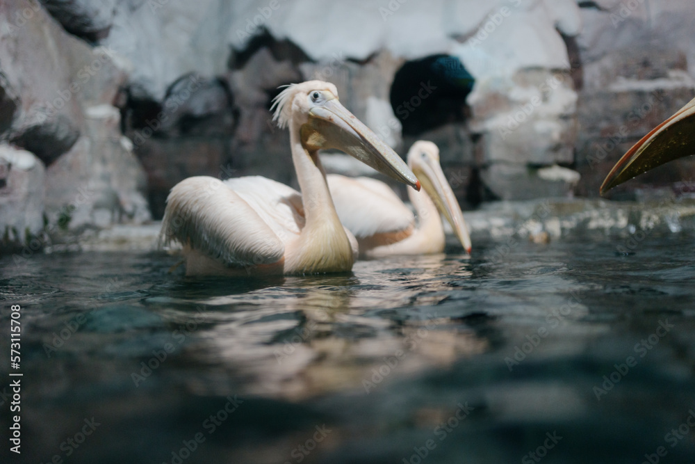 pelican