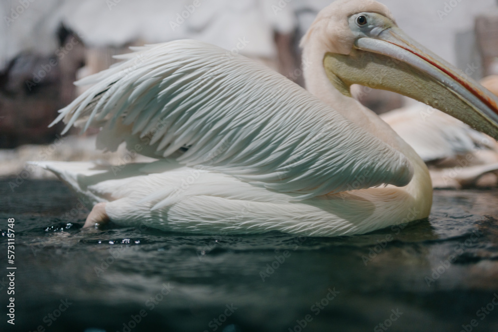 pelicans on the water