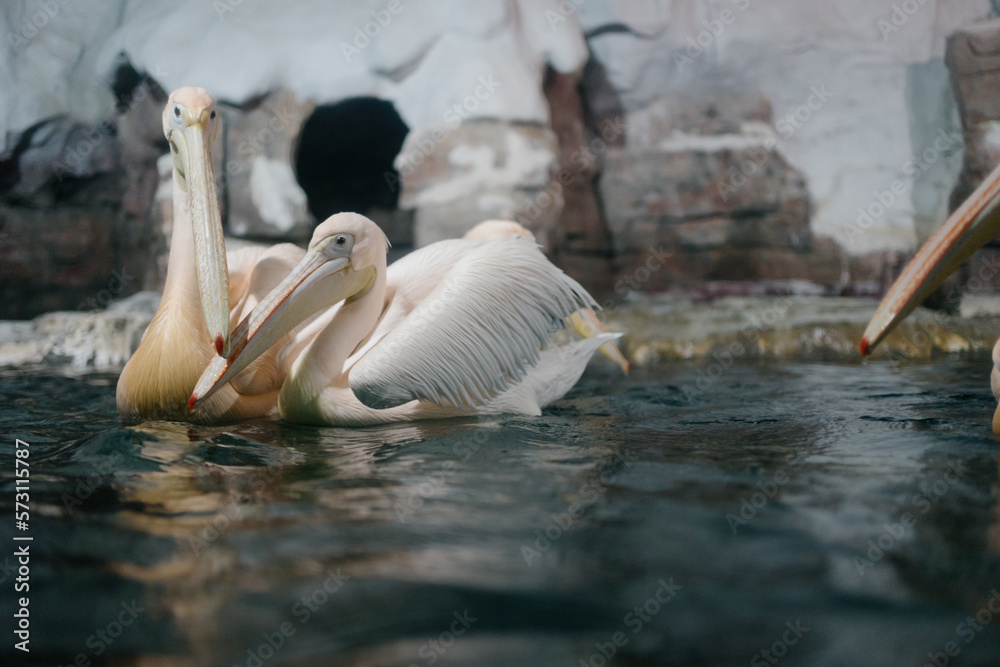 pelicans on the water