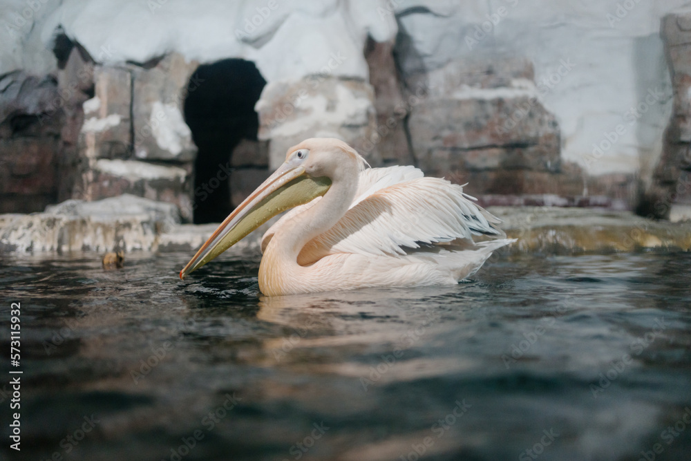 pelicans on the water