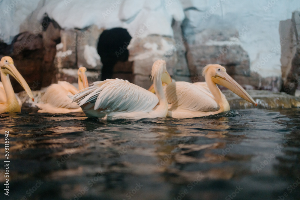 pelicans on the water