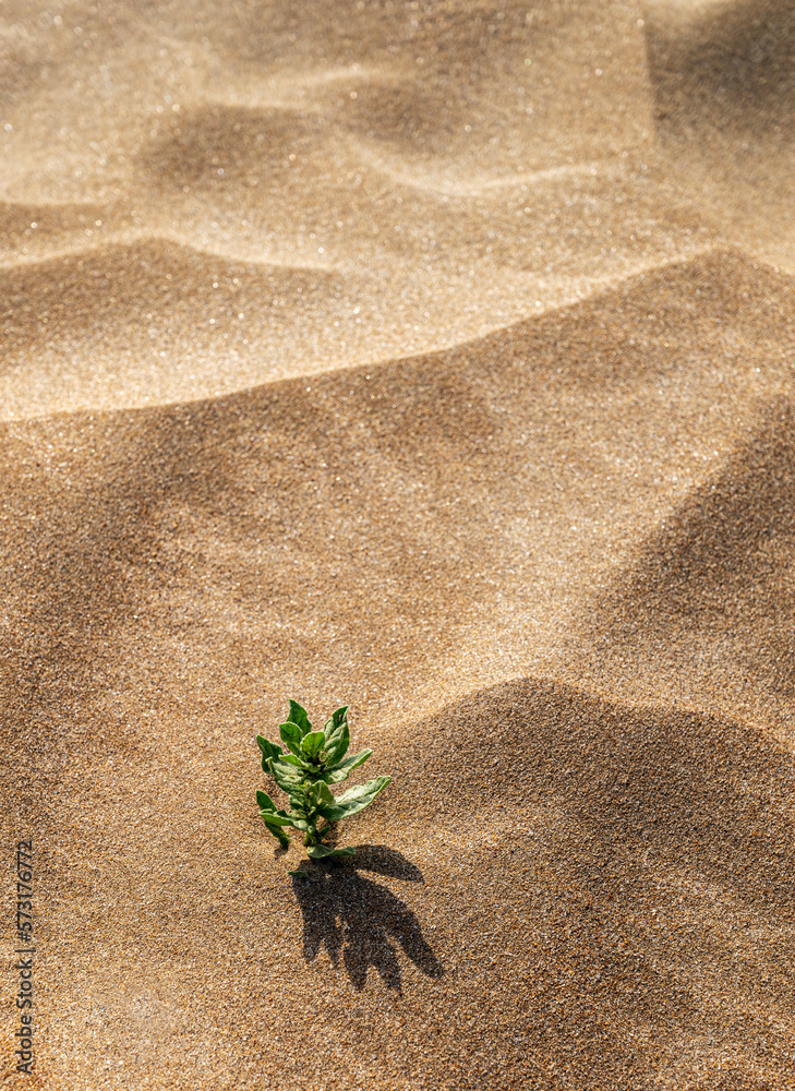 Background with beach sand and green plant close-up. Sand dunes on a sunny summer day. Vertical orie