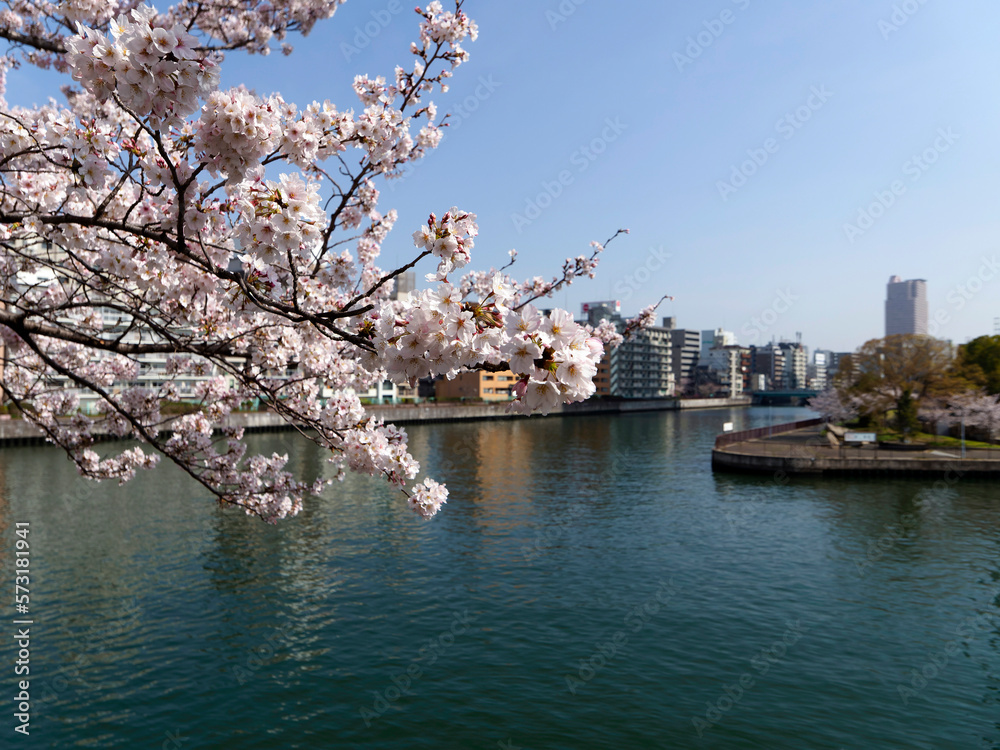 大阪城公園の桜と街並み