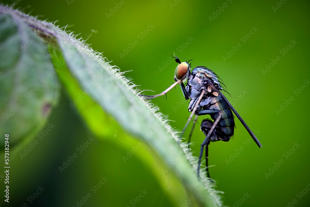 Langbeinfliege ( Dolichopodidae ).