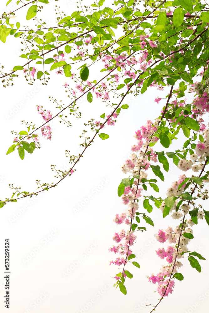 Blossom of Lagerstroemia loudonii Teijsm. Binn. or Thai bungor flowers on white background.