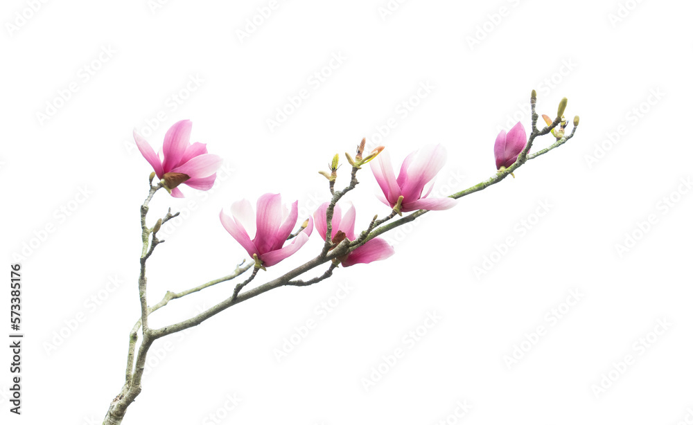 magnolia flower spring branch isolated on white background