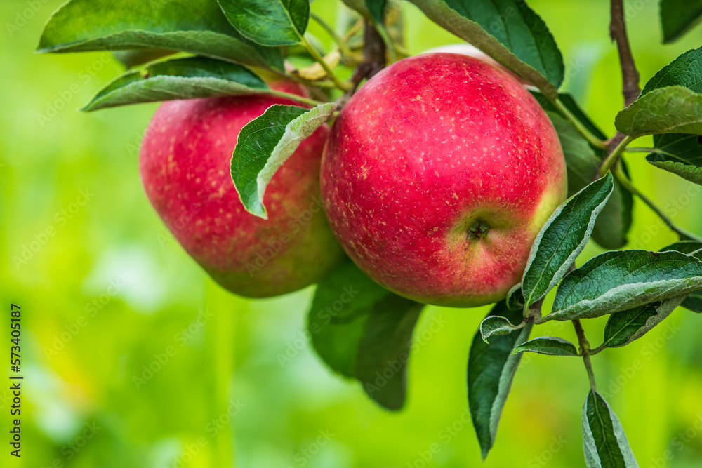 Fresh apples grow on the tree in the orchard