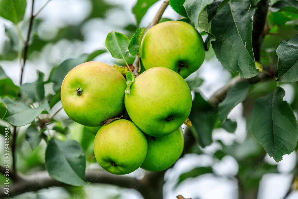 Green apples grow on the tree in the orchard