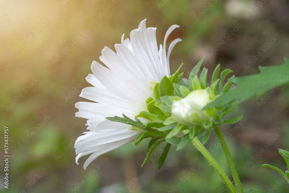 Daisy in the garden and Sunlight in the morning.